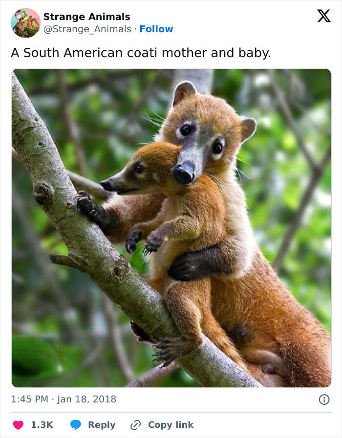 100 Rare And Bizarre Creatures That Prove Nature Has A Much Wilder Imagination Than We Do