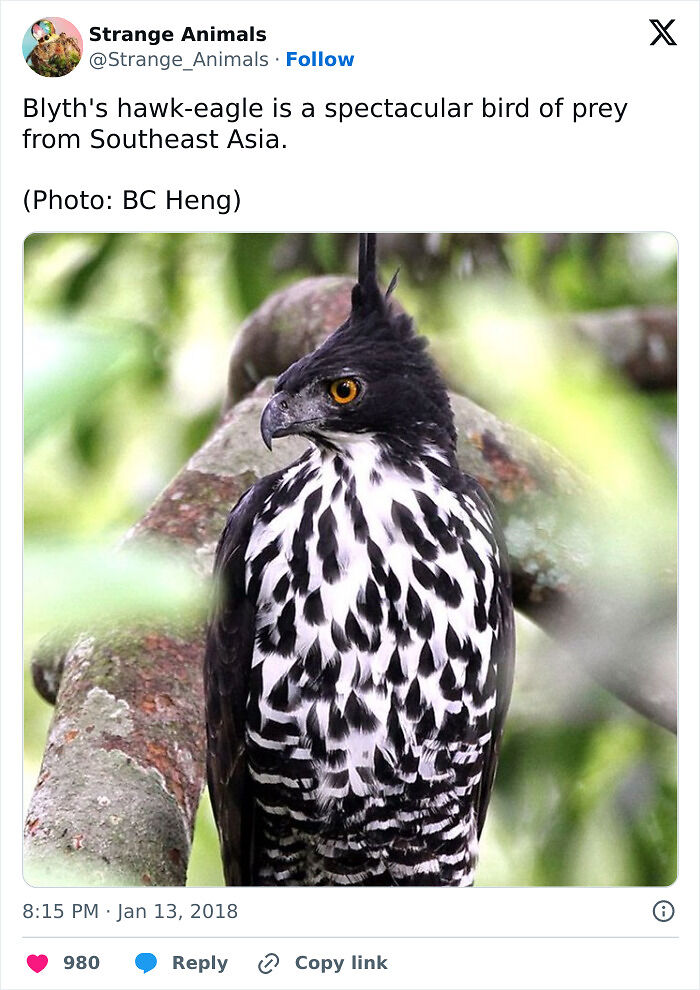 100 Rare And Bizarre Creatures That Prove Nature Has A Much Wilder Imagination Than We Do