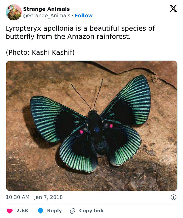 100 Rare And Bizarre Creatures That Prove Nature Has A Much Wilder Imagination Than We Do