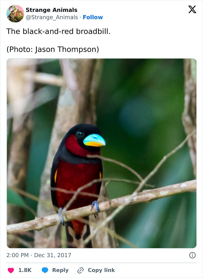 100 Rare And Bizarre Creatures That Prove Nature Has A Much Wilder Imagination Than We Do