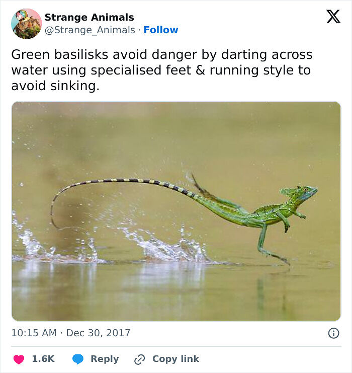 100 Rare And Bizarre Creatures That Prove Nature Has A Much Wilder Imagination Than We Do