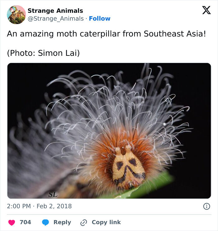 100 Rare And Bizarre Creatures That Prove Nature Has A Much Wilder Imagination Than We Do