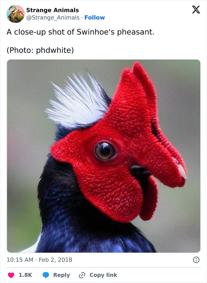 100 Rare And Bizarre Creatures That Prove Nature Has A Much Wilder Imagination Than We Do