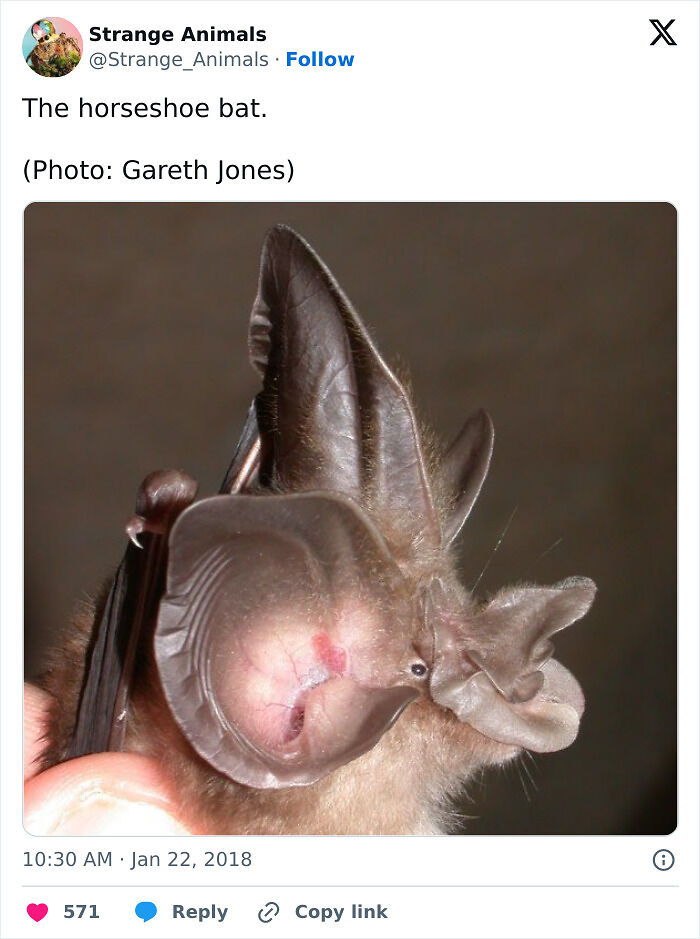 100 Rare And Bizarre Creatures That Prove Nature Has A Much Wilder Imagination Than We Do
