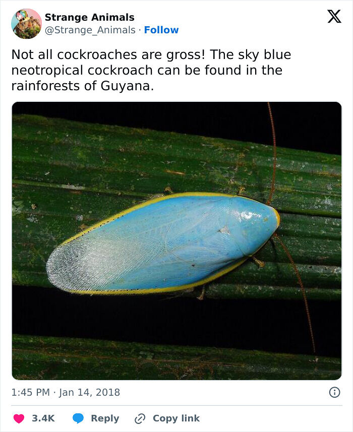 100 Rare And Bizarre Creatures That Prove Nature Has A Much Wilder Imagination Than We Do
