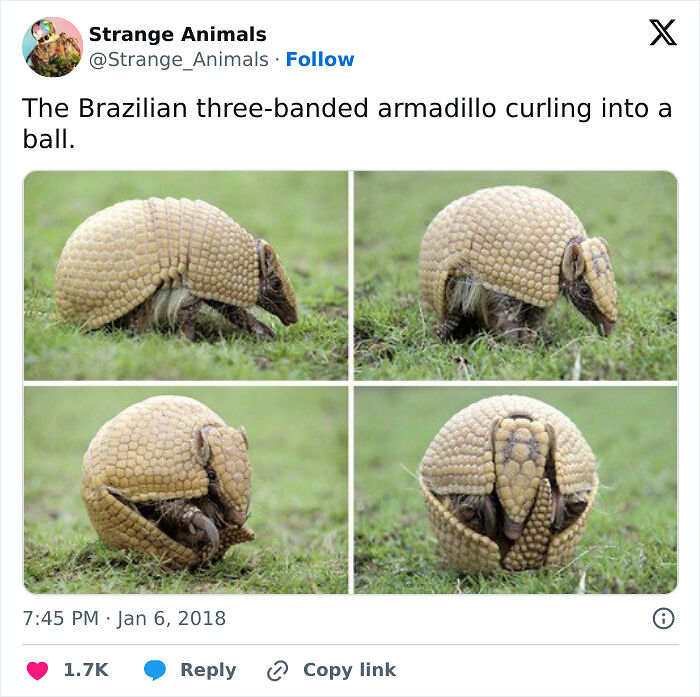 100 Rare And Bizarre Creatures That Prove Nature Has A Much Wilder Imagination Than We Do