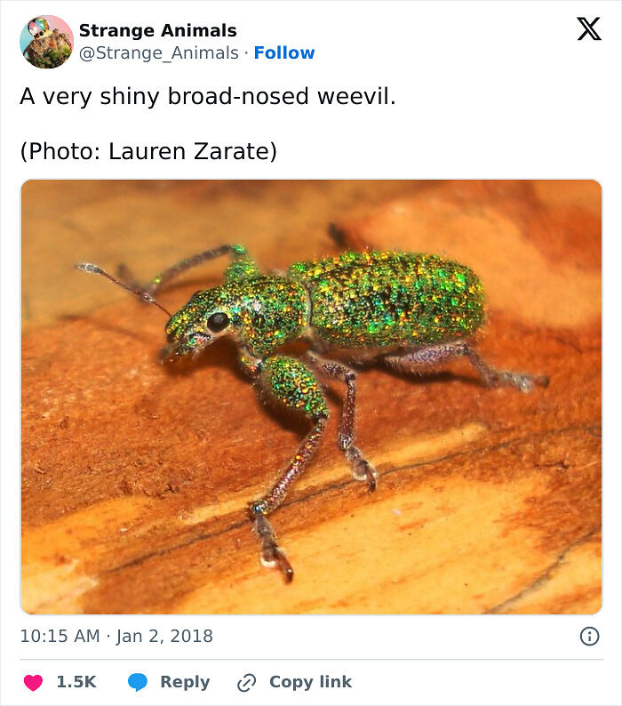 100 Rare And Bizarre Creatures That Prove Nature Has A Much Wilder Imagination Than We Do