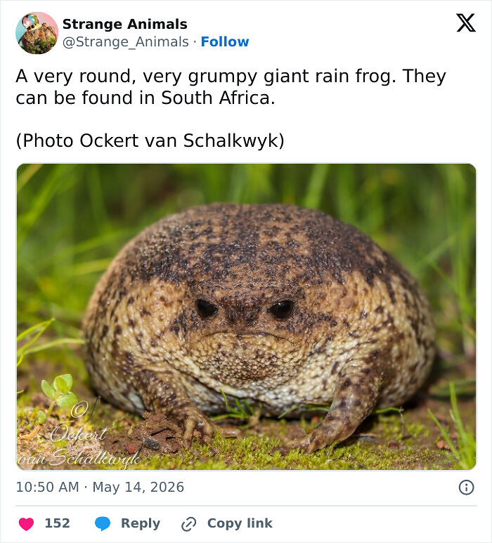 100 Rare And Bizarre Creatures That Prove Nature Has A Much Wilder Imagination Than We Do