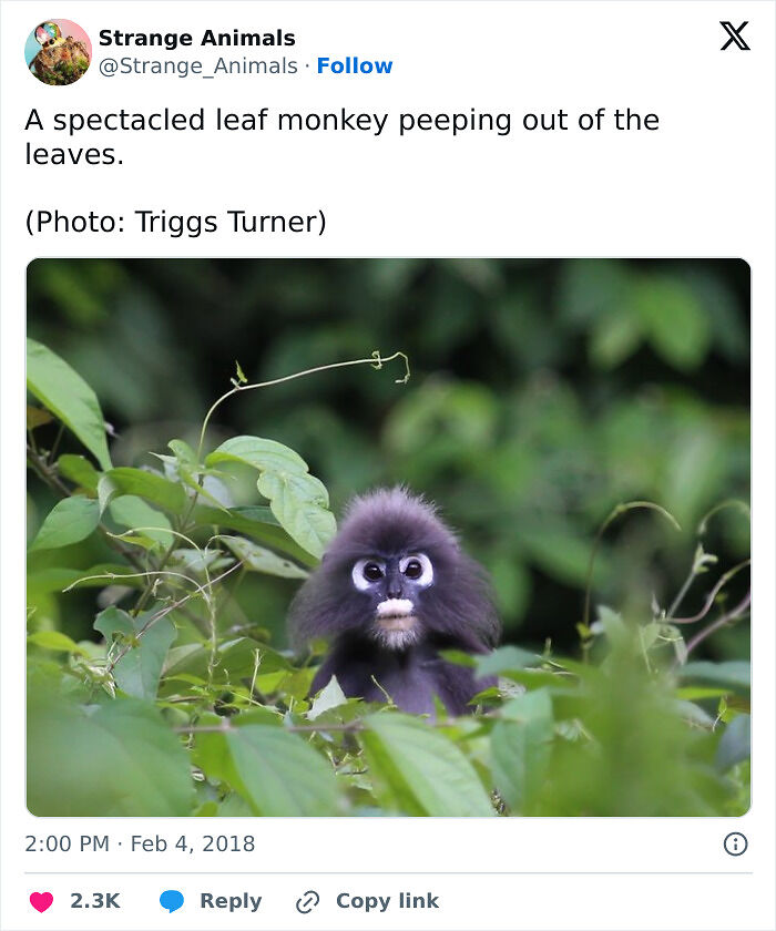 100 Rare And Bizarre Creatures That Prove Nature Has A Much Wilder Imagination Than We Do