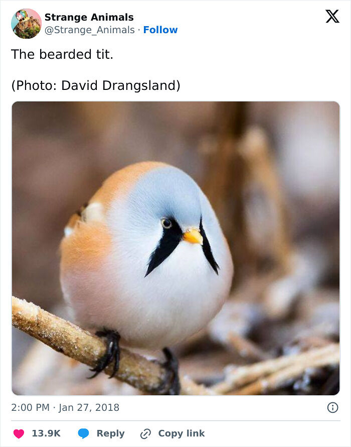 100 Rare And Bizarre Creatures That Prove Nature Has A Much Wilder Imagination Than We Do