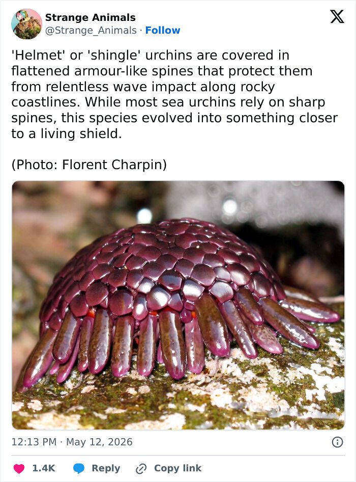 100 Rare And Bizarre Creatures That Prove Nature Has A Much Wilder Imagination Than We Do
