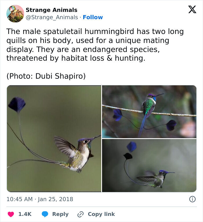 100 Rare And Bizarre Creatures That Prove Nature Has A Much Wilder Imagination Than We Do