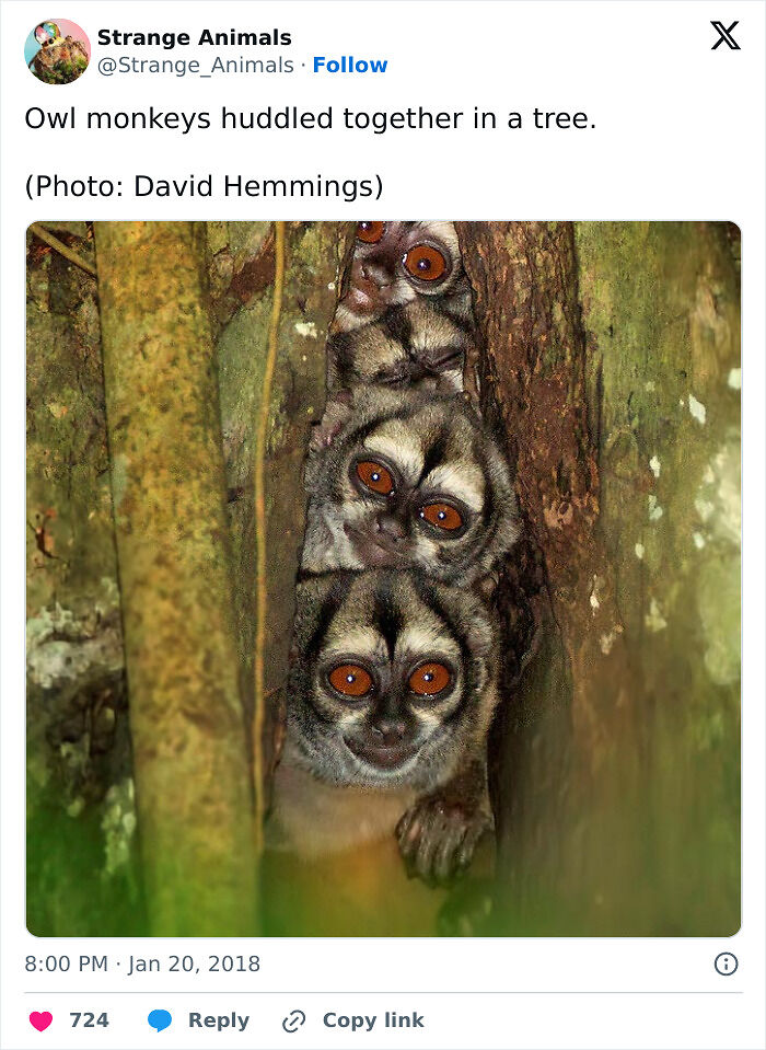 100 Rare And Bizarre Creatures That Prove Nature Has A Much Wilder Imagination Than We Do