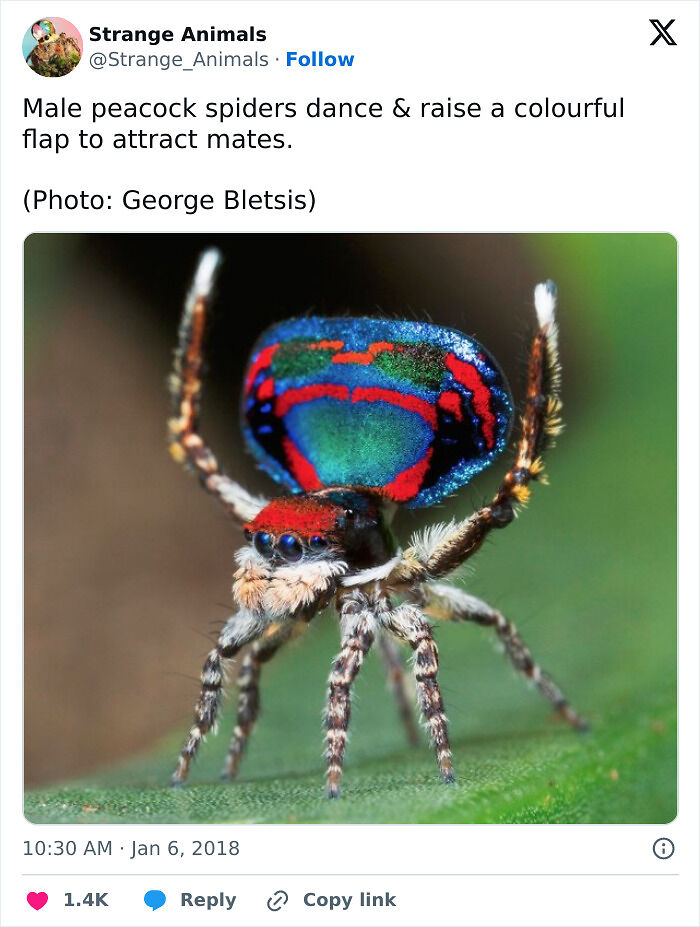 100 Rare And Bizarre Creatures That Prove Nature Has A Much Wilder Imagination Than We Do