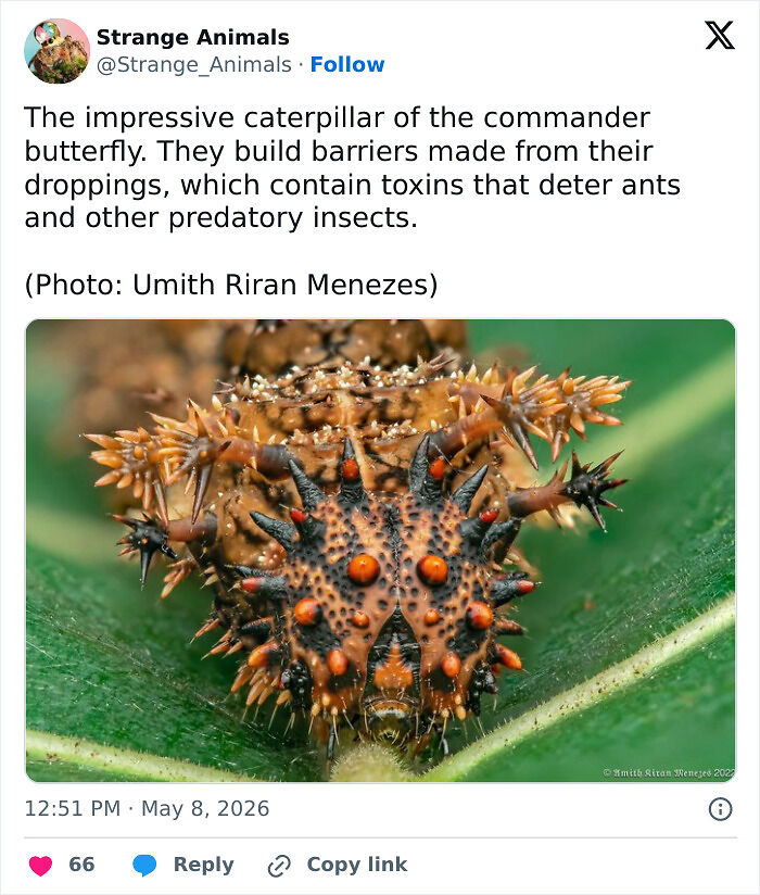 100 Rare And Bizarre Creatures That Prove Nature Has A Much Wilder Imagination Than We Do