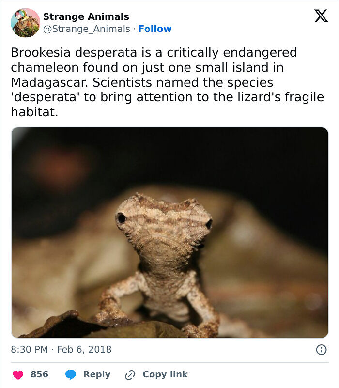 100 Rare And Bizarre Creatures That Prove Nature Has A Much Wilder Imagination Than We Do