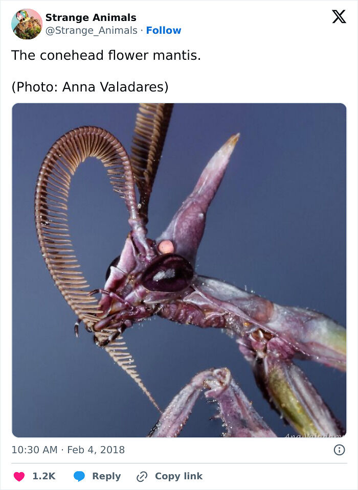 100 Rare And Bizarre Creatures That Prove Nature Has A Much Wilder Imagination Than We Do
