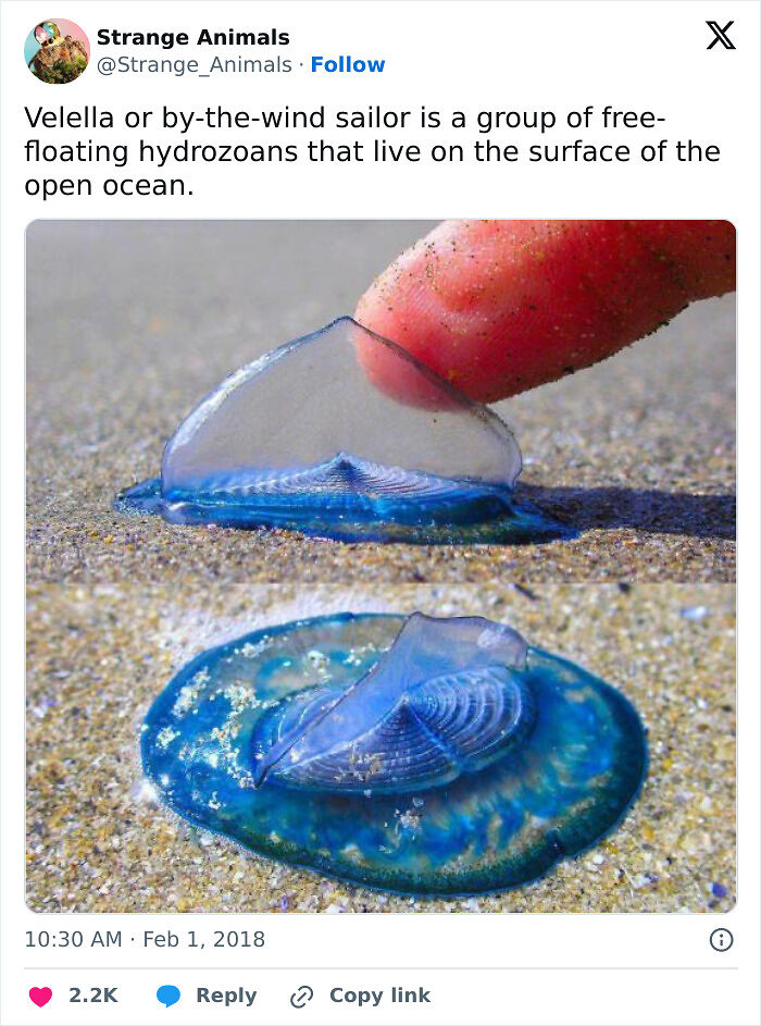100 Rare And Bizarre Creatures That Prove Nature Has A Much Wilder Imagination Than We Do