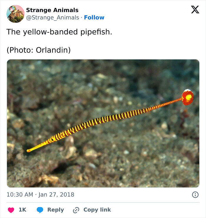 100 Rare And Bizarre Creatures That Prove Nature Has A Much Wilder Imagination Than We Do
