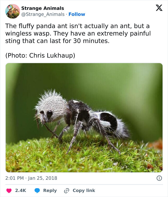 100 Rare And Bizarre Creatures That Prove Nature Has A Much Wilder Imagination Than We Do