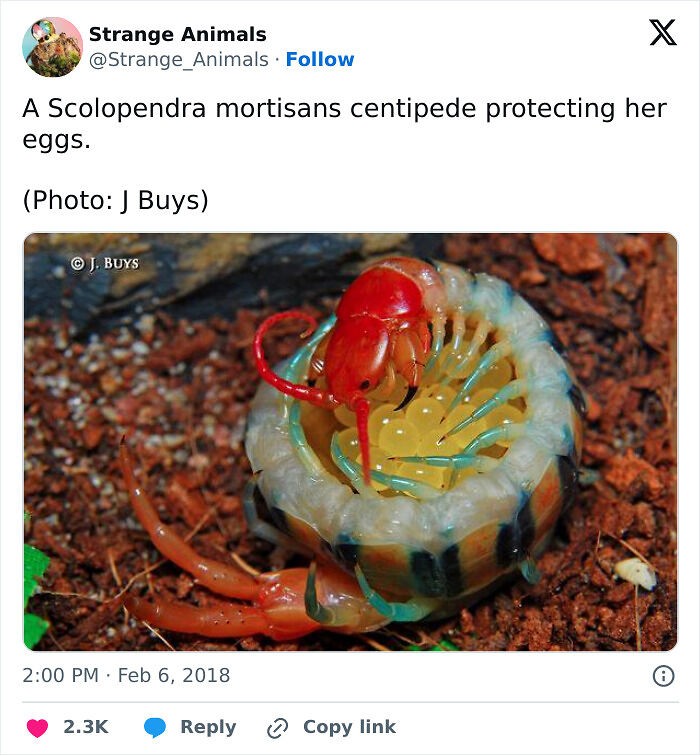 100 Rare And Bizarre Creatures That Prove Nature Has A Much Wilder Imagination Than We Do