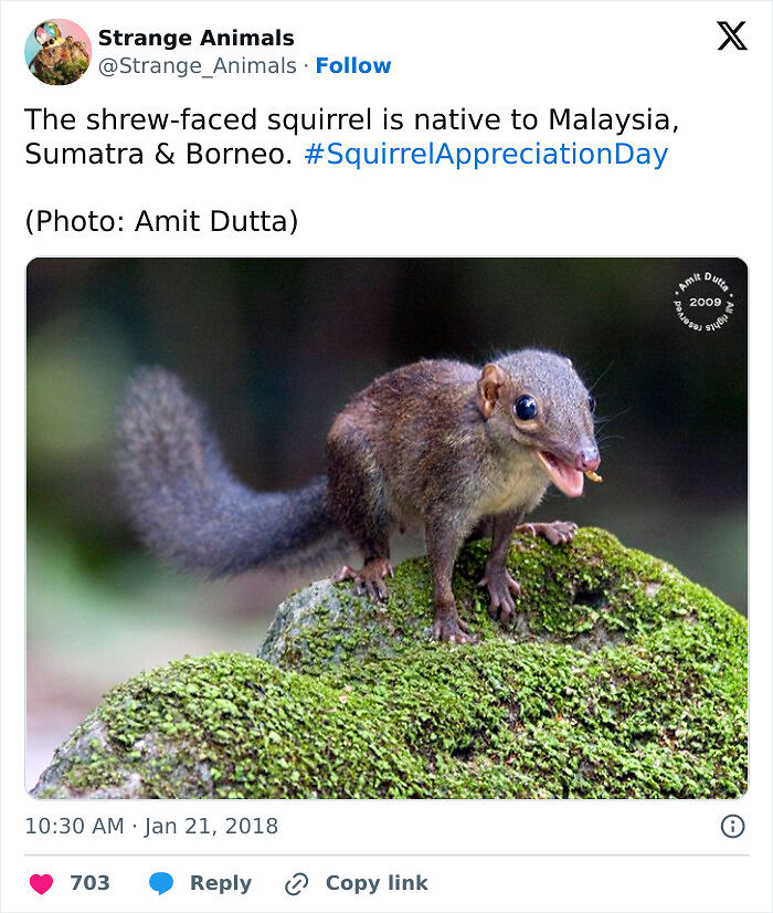 100 Rare And Bizarre Creatures That Prove Nature Has A Much Wilder Imagination Than We Do