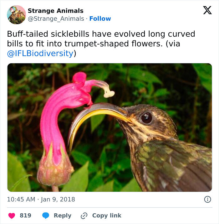 100 Rare And Bizarre Creatures That Prove Nature Has A Much Wilder Imagination Than We Do