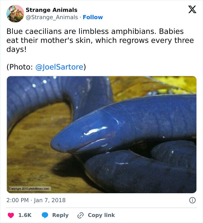 100 Rare And Bizarre Creatures That Prove Nature Has A Much Wilder Imagination Than We Do