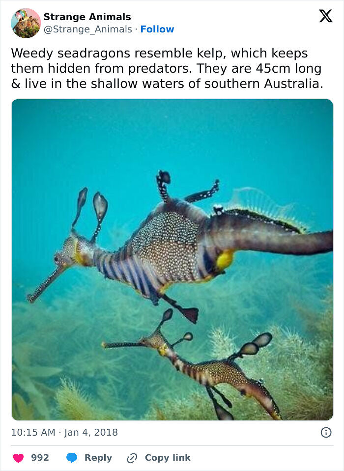 100 Rare And Bizarre Creatures That Prove Nature Has A Much Wilder Imagination Than We Do