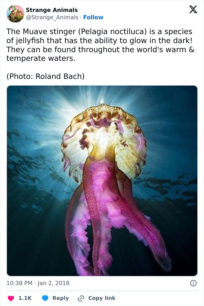 100 Rare And Bizarre Creatures That Prove Nature Has A Much Wilder Imagination Than We Do