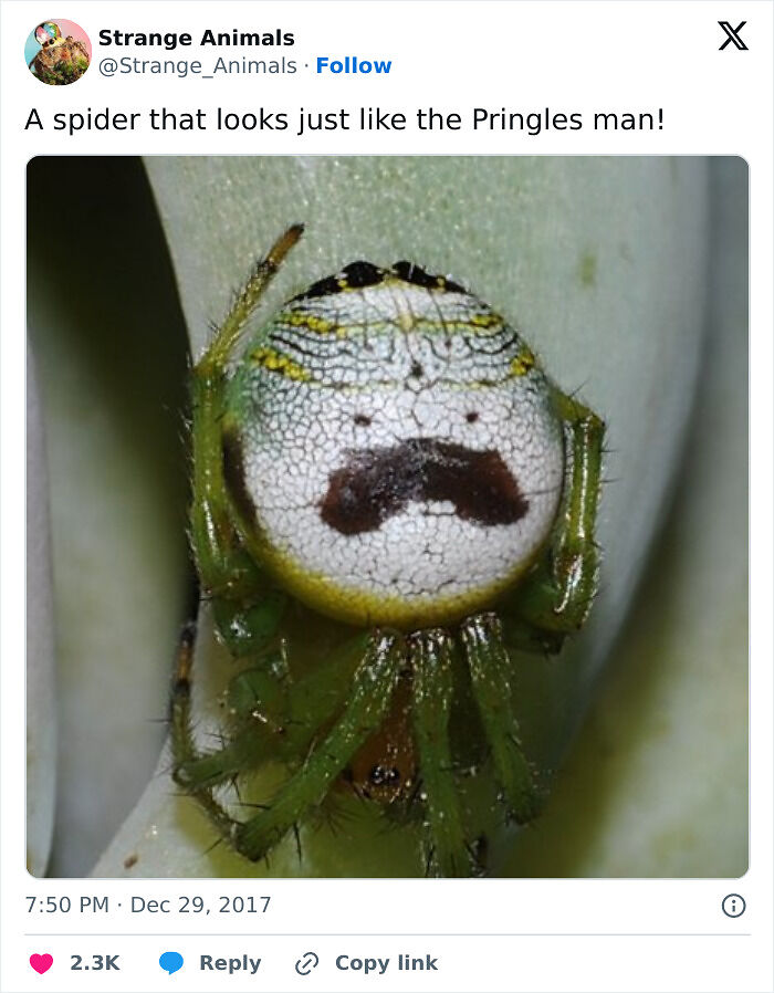 100 Rare And Bizarre Creatures That Prove Nature Has A Much Wilder Imagination Than We Do
