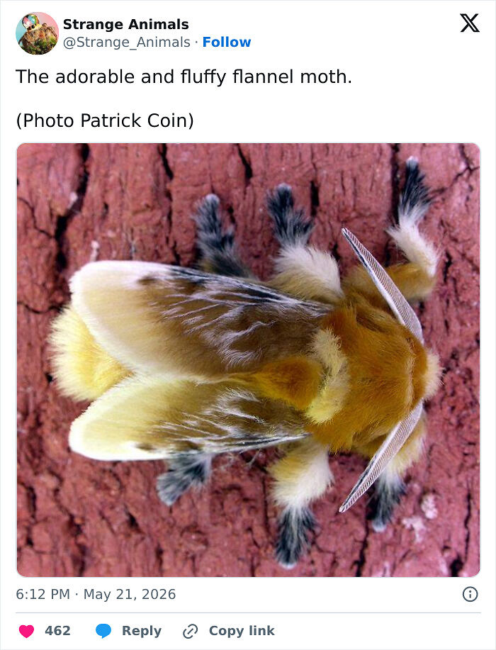 100 Rare And Bizarre Creatures That Prove Nature Has A Much Wilder Imagination Than We Do