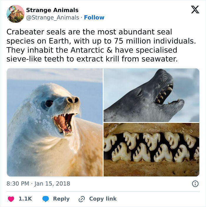 100 Rare And Bizarre Creatures That Prove Nature Has A Much Wilder Imagination Than We Do