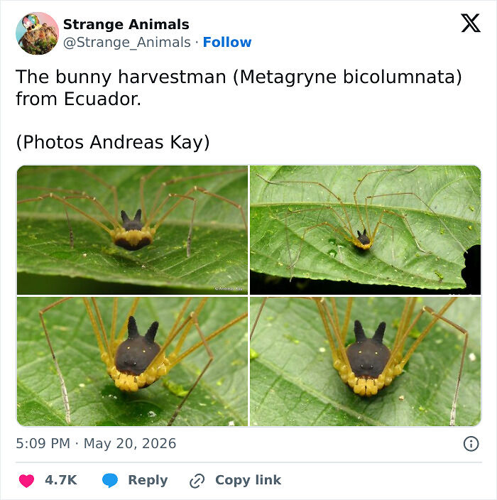 100 Rare And Bizarre Creatures That Prove Nature Has A Much Wilder Imagination Than We Do
