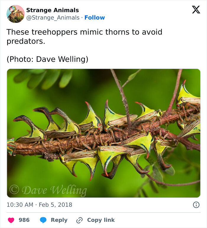 100 Rare And Bizarre Creatures That Prove Nature Has A Much Wilder Imagination Than We Do