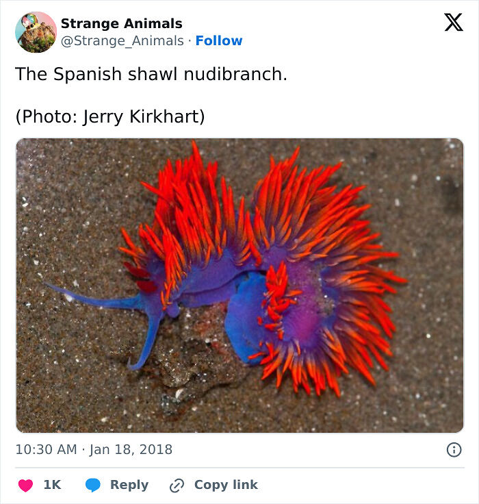 100 Rare And Bizarre Creatures That Prove Nature Has A Much Wilder Imagination Than We Do