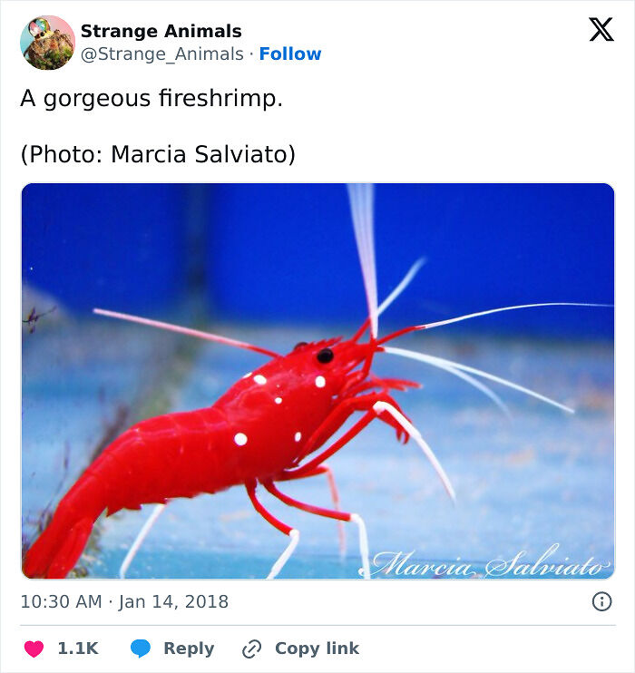 100 Rare And Bizarre Creatures That Prove Nature Has A Much Wilder Imagination Than We Do