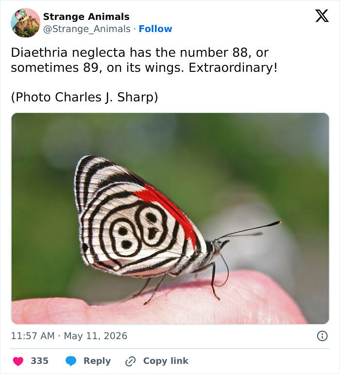 100 Rare And Bizarre Creatures That Prove Nature Has A Much Wilder Imagination Than We Do
