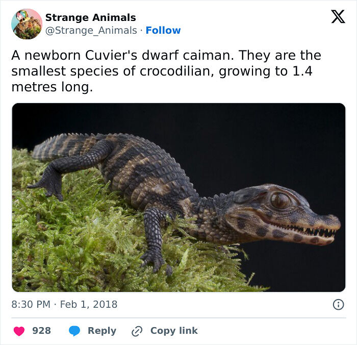100 Rare And Bizarre Creatures That Prove Nature Has A Much Wilder Imagination Than We Do