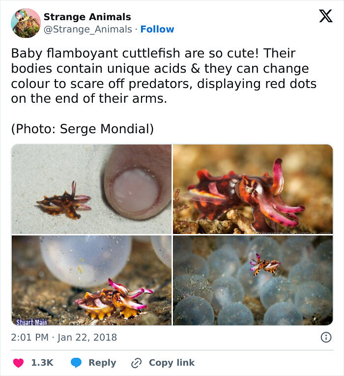 100 Rare And Bizarre Creatures That Prove Nature Has A Much Wilder Imagination Than We Do