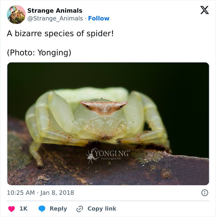 100 Rare And Bizarre Creatures That Prove Nature Has A Much Wilder Imagination Than We Do