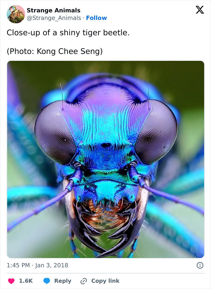 100 Rare And Bizarre Creatures That Prove Nature Has A Much Wilder Imagination Than We Do