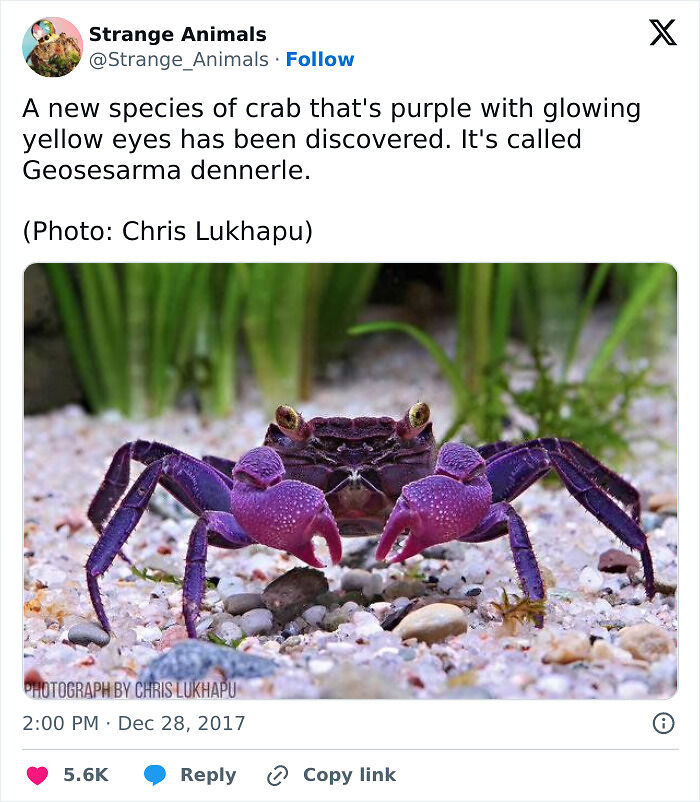 100 Rare And Bizarre Creatures That Prove Nature Has A Much Wilder Imagination Than We Do