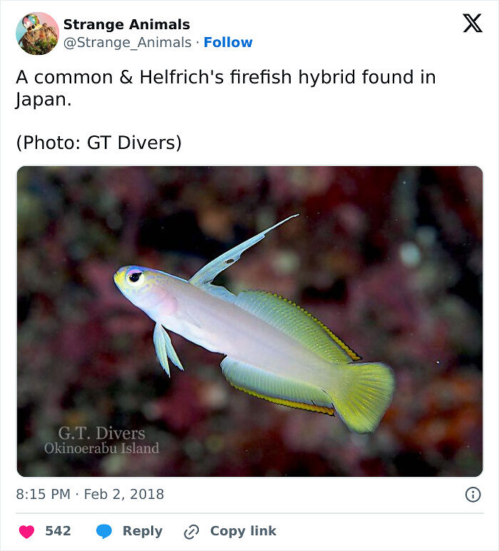 100 Rare And Bizarre Creatures That Prove Nature Has A Much Wilder Imagination Than We Do