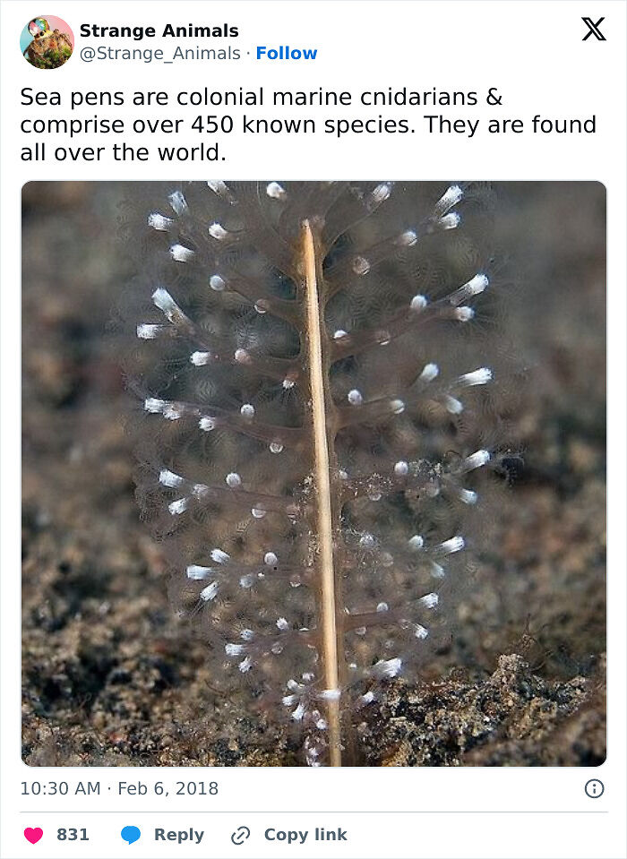 100 Rare And Bizarre Creatures That Prove Nature Has A Much Wilder Imagination Than We Do