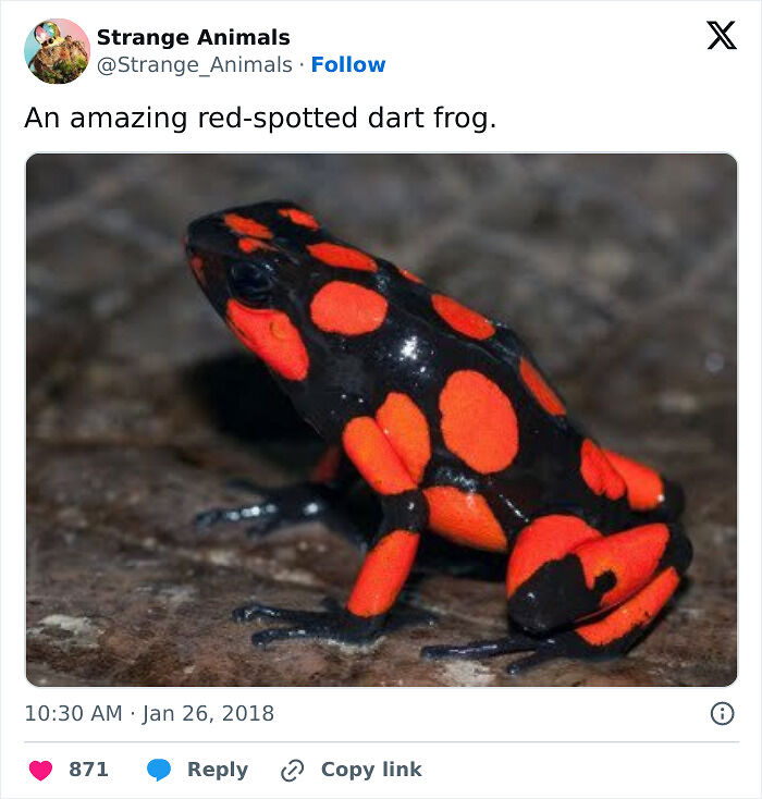 100 Rare And Bizarre Creatures That Prove Nature Has A Much Wilder Imagination Than We Do