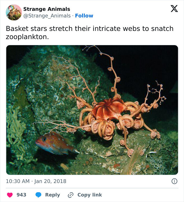 100 Rare And Bizarre Creatures That Prove Nature Has A Much Wilder Imagination Than We Do
