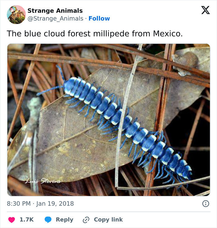 100 Rare And Bizarre Creatures That Prove Nature Has A Much Wilder Imagination Than We Do