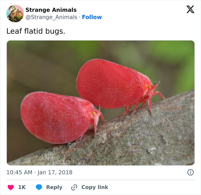 100 Rare And Bizarre Creatures That Prove Nature Has A Much Wilder Imagination Than We Do