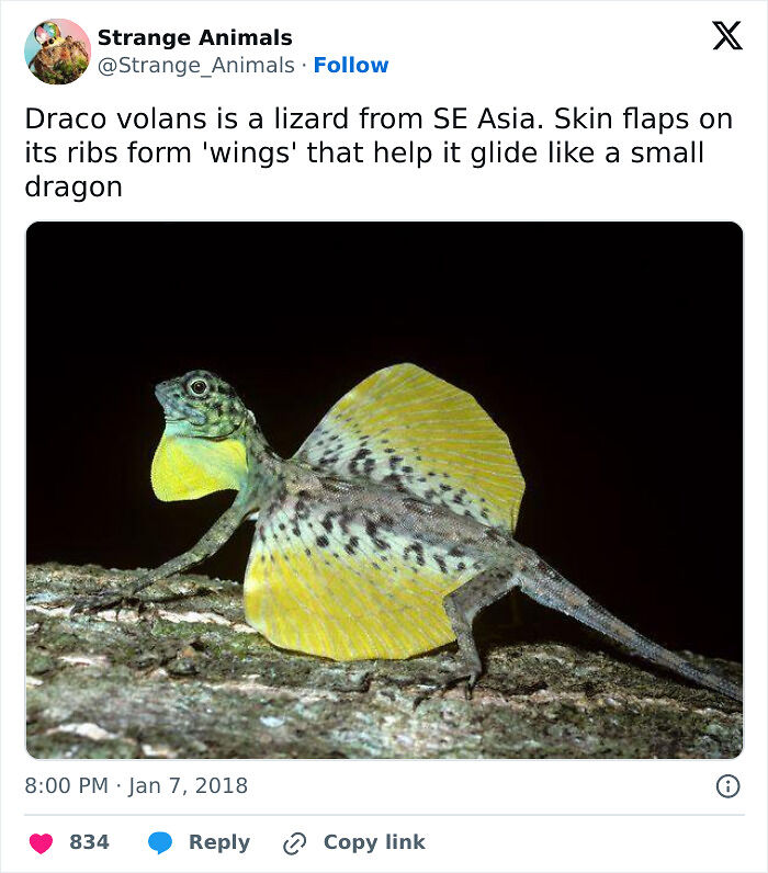 100 Rare And Bizarre Creatures That Prove Nature Has A Much Wilder Imagination Than We Do